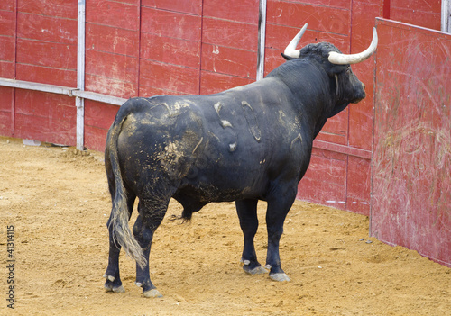 Bull Waiting for the bullfighter