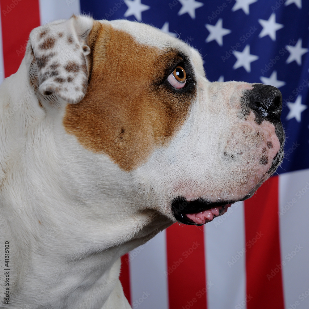 American bulldog with U.S. Flag Stock Photo | Adobe Stock