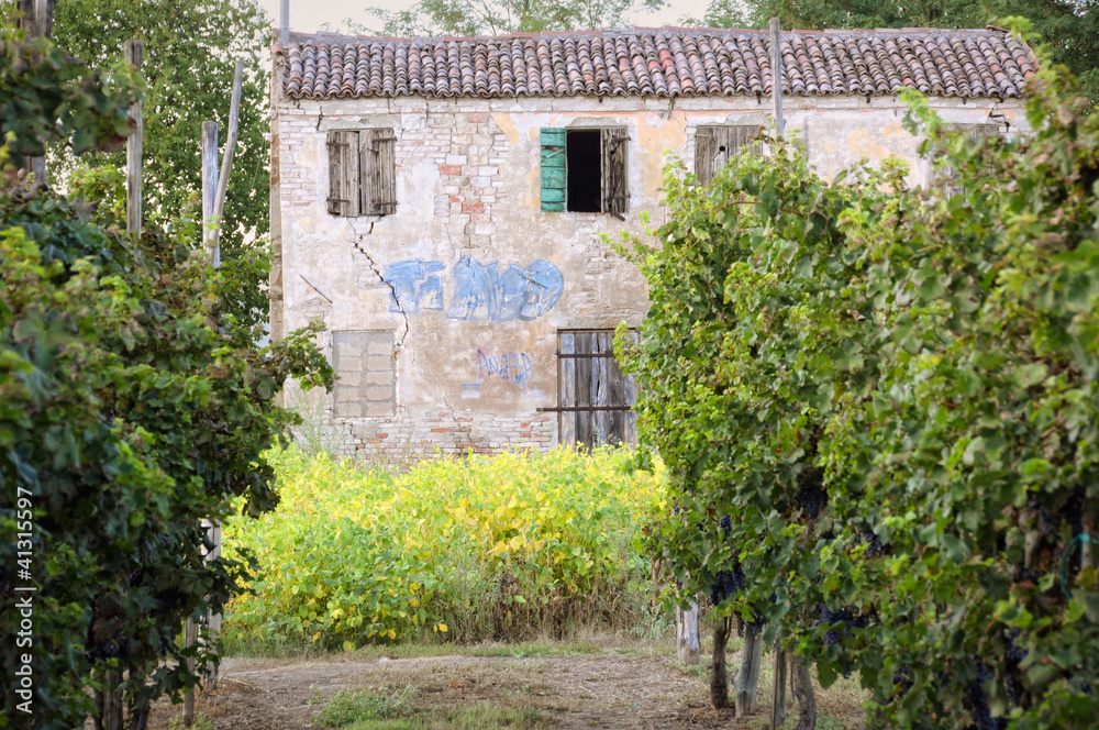 Rural ruin in a vineyard
