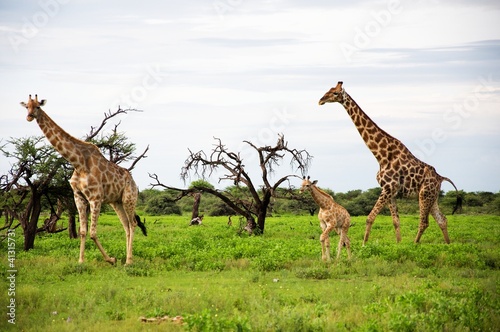 Giraffes family, Etosha Park, Namibia