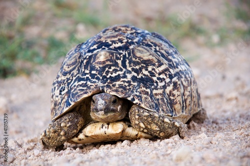 Close up of Leopard Tortoise
