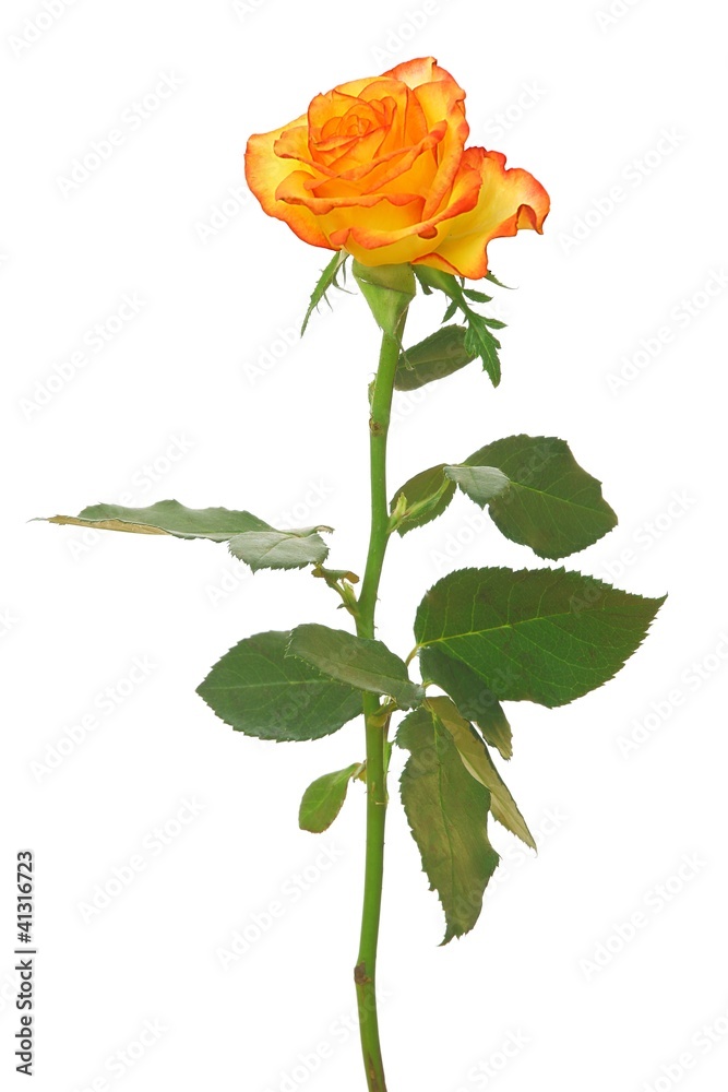 Naklejka premium Orange gelbe Rose