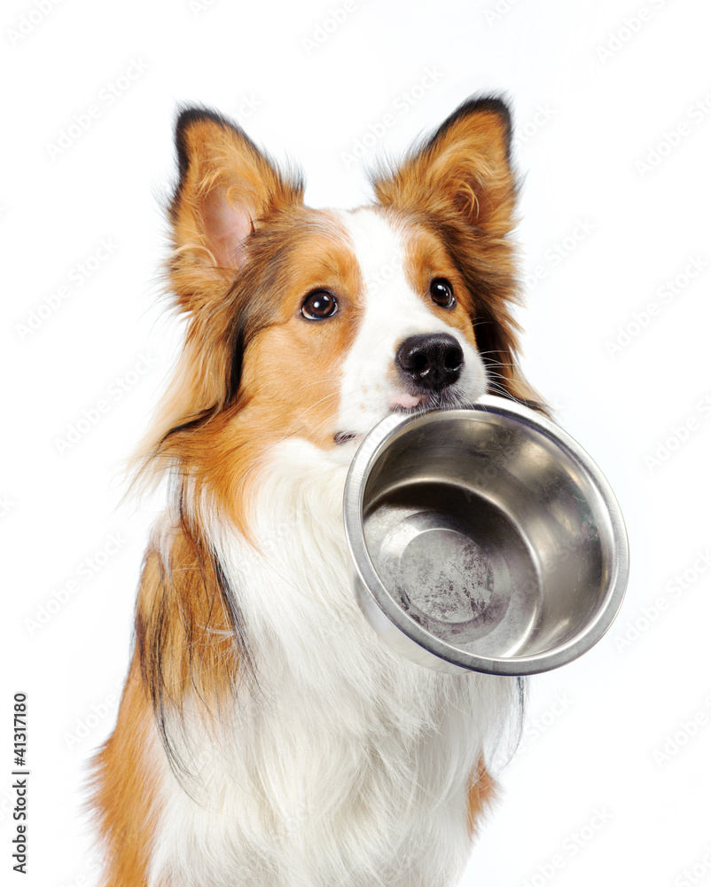dog with bowl