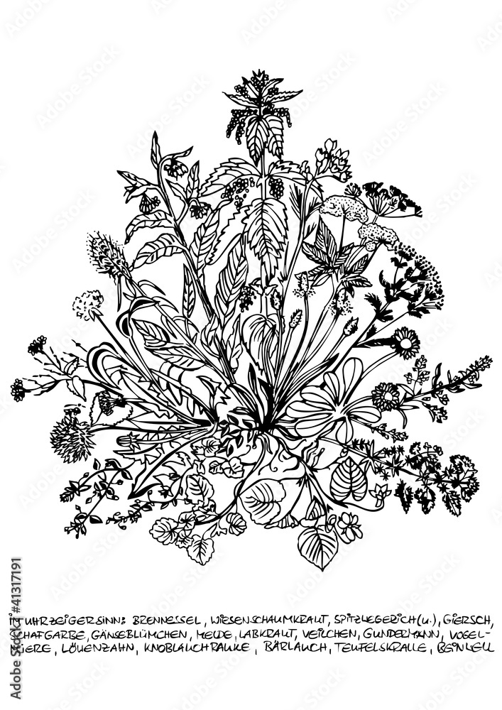 Wildkräuter Bilder mit Namen: Entdecke die Schönheit der Wildkräuter durch Zeichnen!
