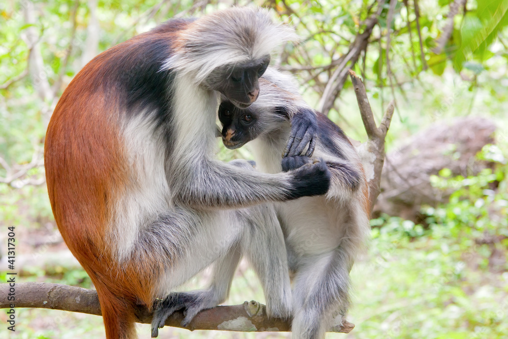 Red colobus (Piliocolobus kirki) monkeys