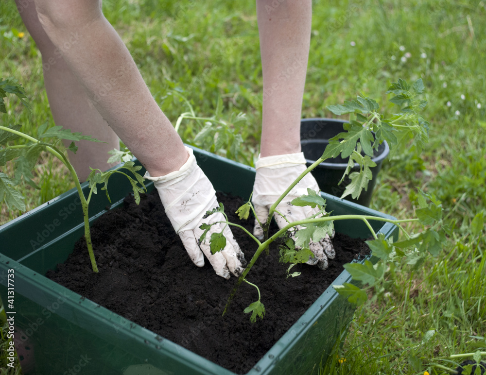 Fototapeta premium planting