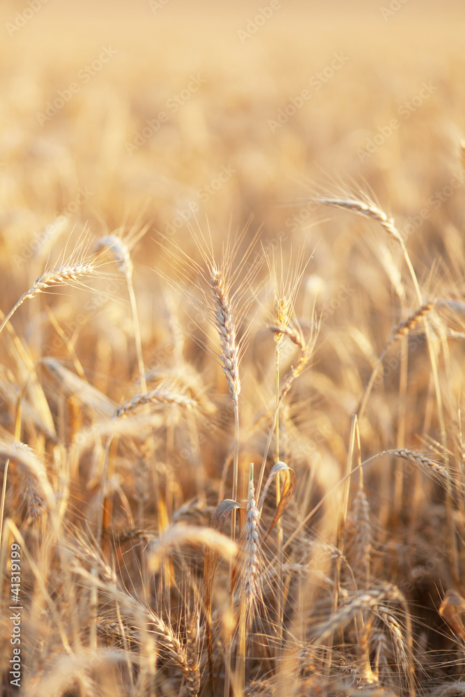 Field of golden wheat Field of golden wheat