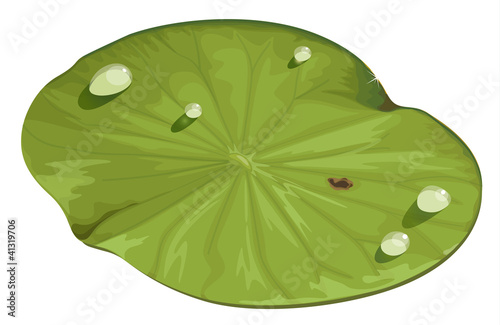 Valokuvatapetti lotus leaf