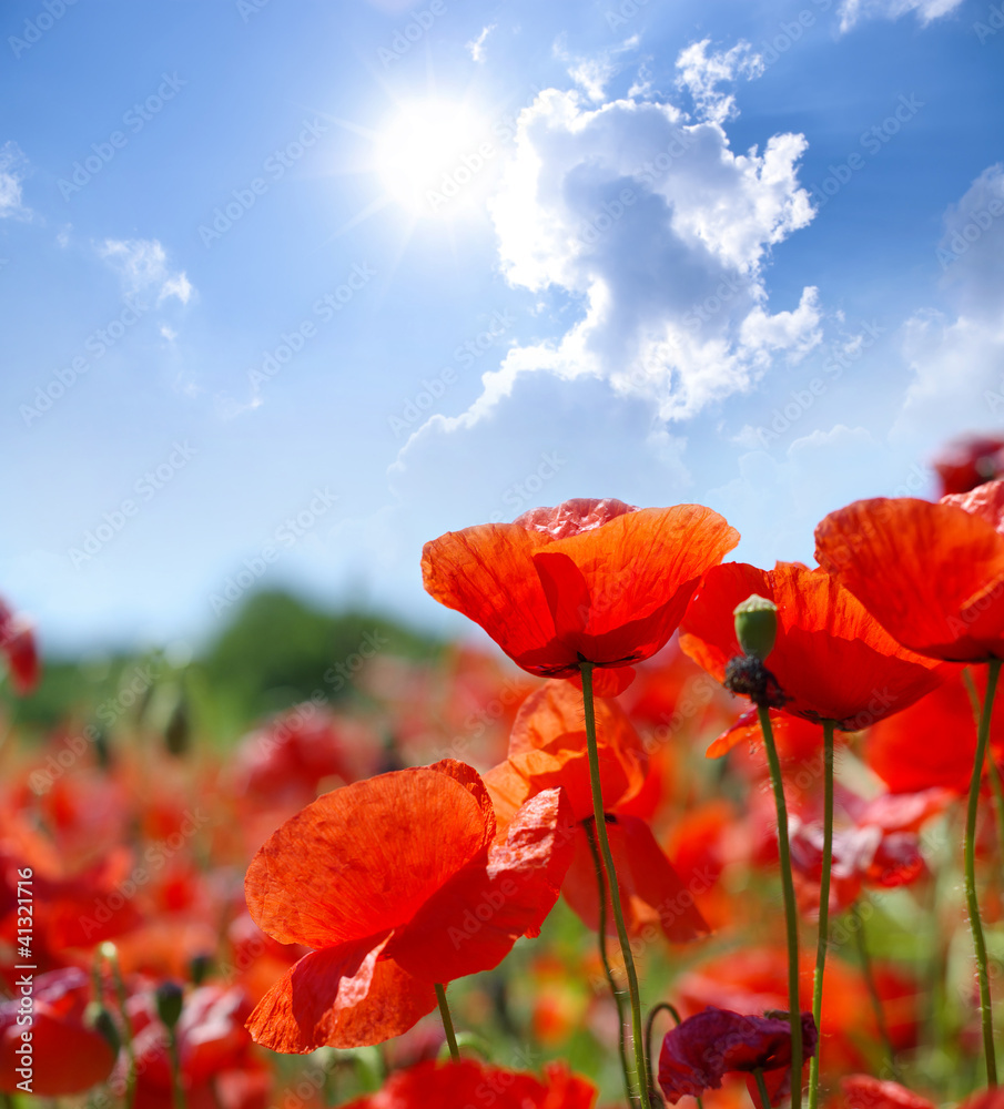 Naklejka premium Red Poppies
