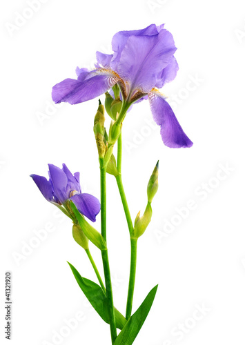 Beautiful iris flower isolated on the white