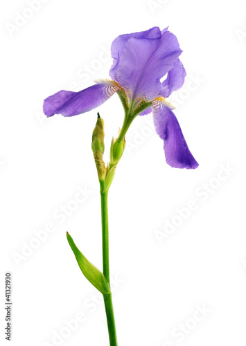 Beautiful iris flower isolated on the white