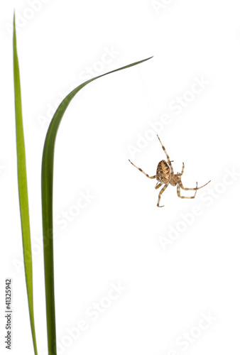 European garden spider, Araneus diadematus, climbing
