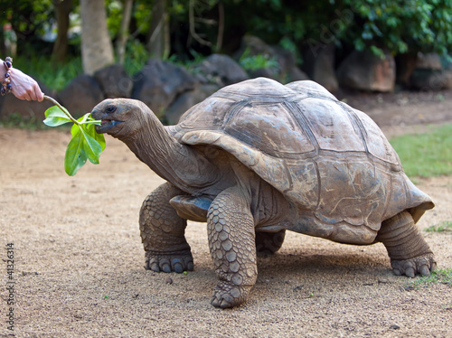 Big Seychelles turtle eat.La Vanille Reserve park.Mauritius...