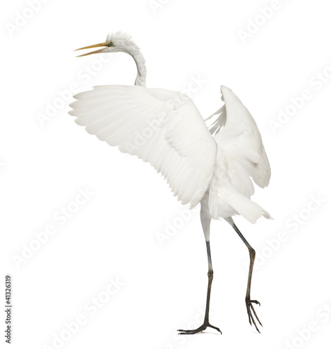 Great Egret or Great White Egret or Common Egret, Ardea alba