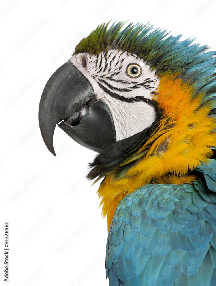 Close up of Blue and Yellow Macaw, Ara Ararauna