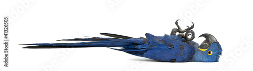 Fotografija Hyacinth Macaw, Anodorhynchus hyacinthinus