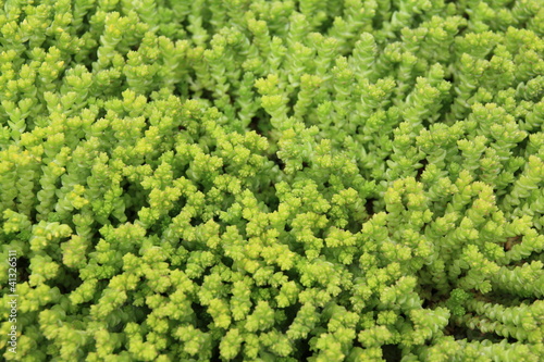 Photography Sedum acre plante rocaille