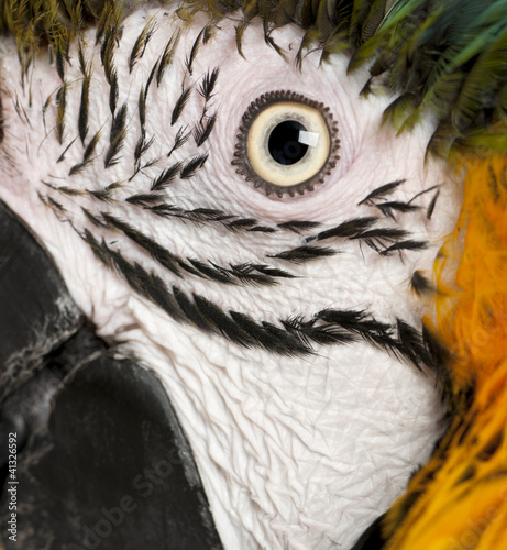Portrait of Blue and Yellow Macaw, Ara Ararauna