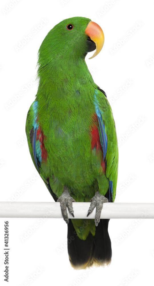 Fototapeta premium Male Eclectus Parrot, Eclectus roratus
