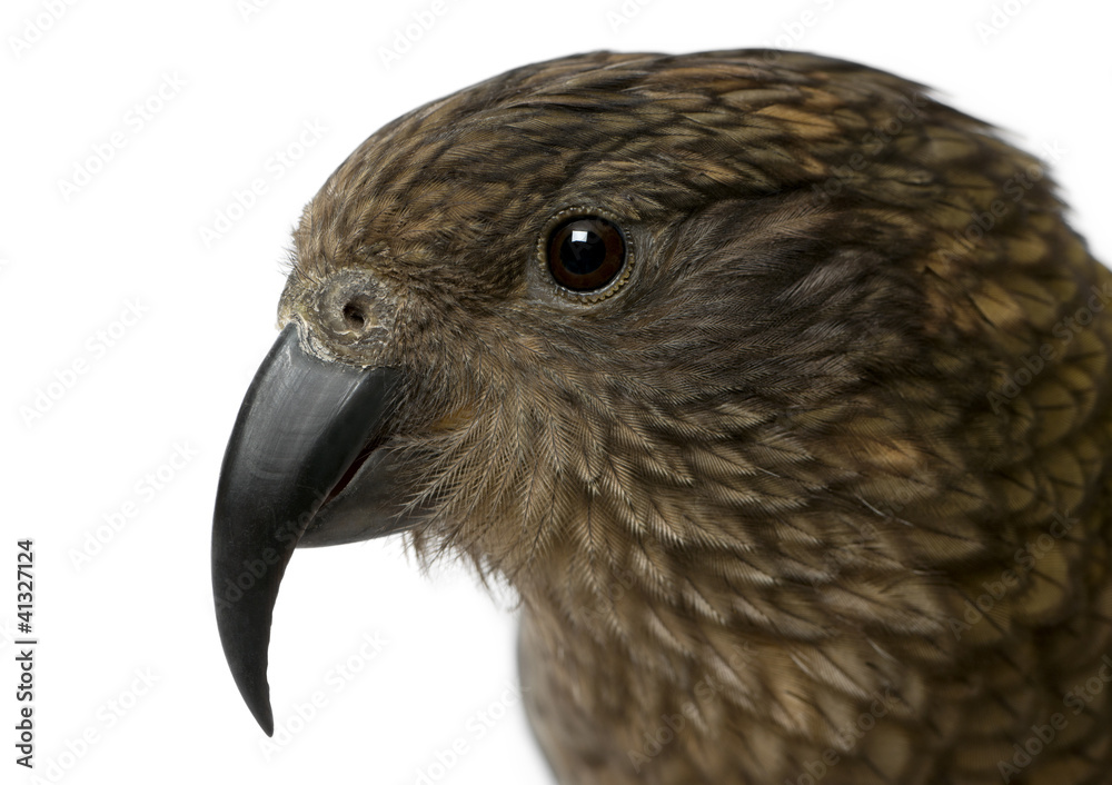 Portrait of Kea, Nestor notabilis