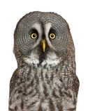 Portrait of Great Grey Owl or Lapland Owl, Strix nebulosa