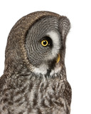 Close up of Great Grey Owl or Lapland Owl, Strix nebulosa