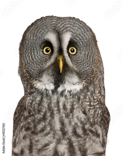Portrait of Great Grey Owl or Lapland Owl, Strix nebulosa © Eric Isselée