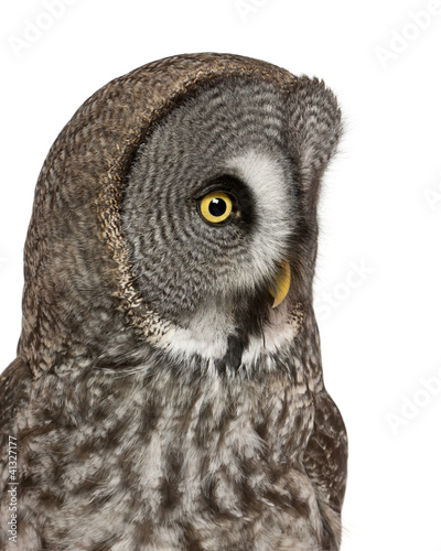 Close up of Great Grey Owl or Lapland Owl, Strix nebulosa © Eric Isselée