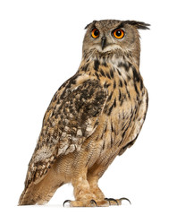 Wandcirkels Uil Euraziatische oehoe in natuurlijke pose  © Eric Isselée