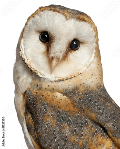 Portrait of Barn Owl, Tyto alba, in front of white background