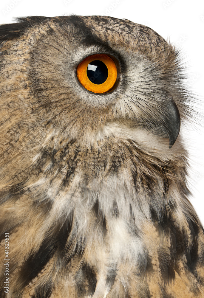 Close up of Eurasian Eagle-Owl, Bubo bubo Close up of Eurasian Eagle-Owl, Bubo bubo