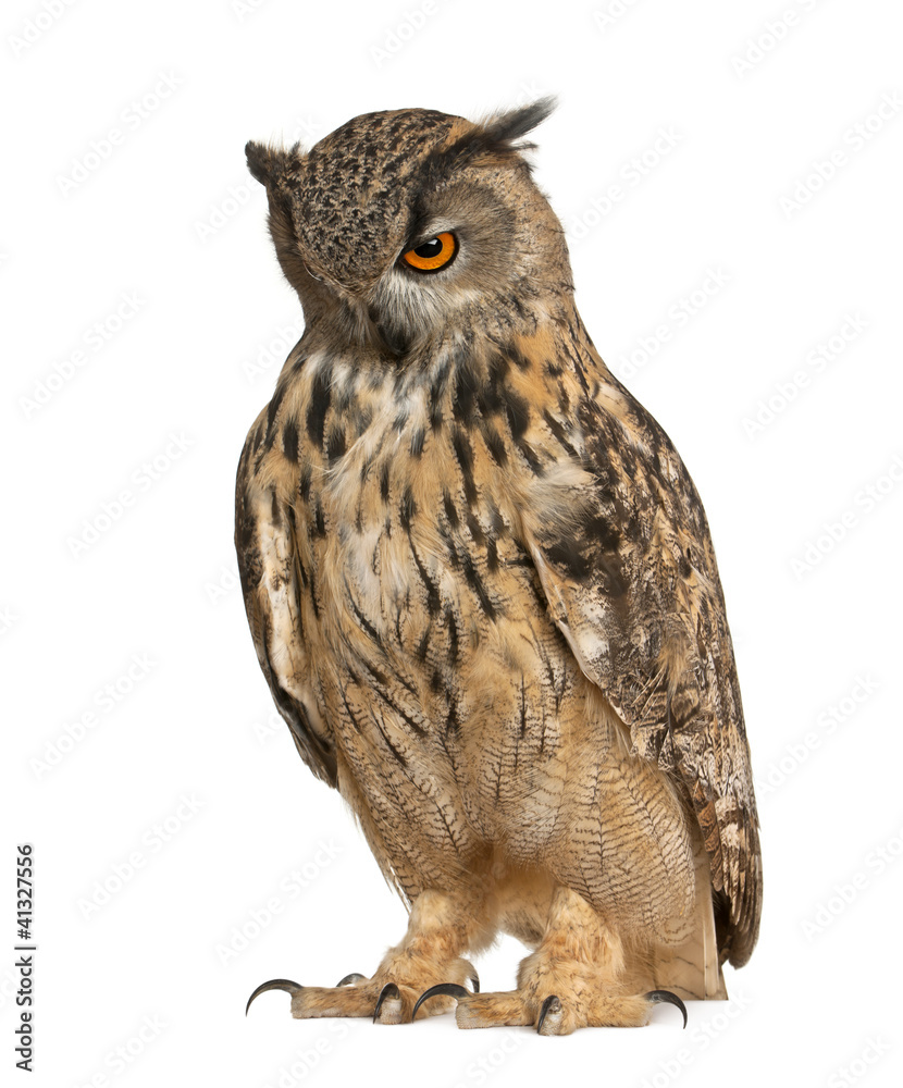 Obraz premium Eurasian Eagle-Owl, Bubo bubo, a species of eagle owl