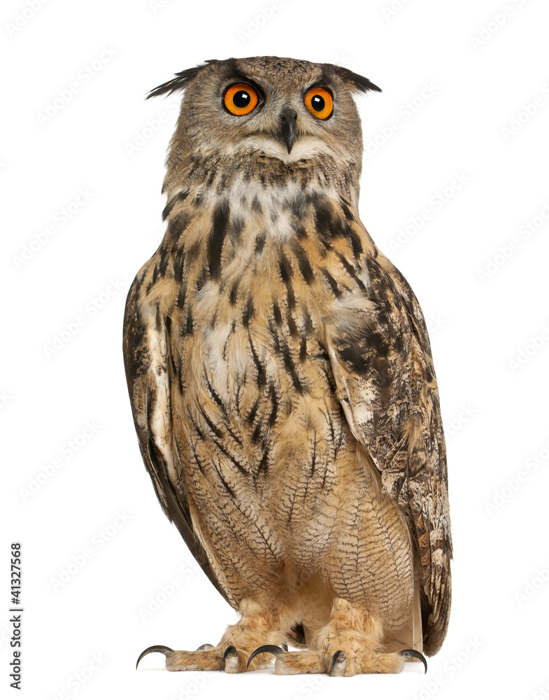 Fototapeta premium Eurasian Eagle-Owl, Bubo bubo, a species of eagle owl