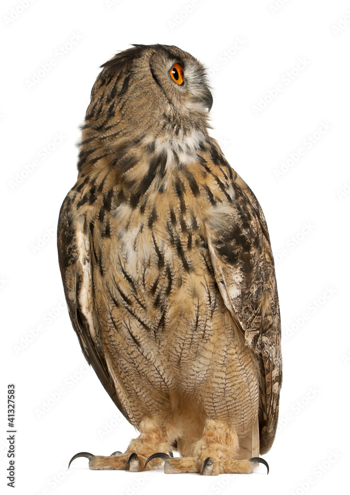 Naklejka premium Eurasian Eagle-Owl, Bubo bubo, a species of eagle owl