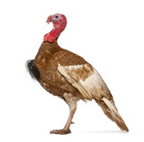 Dindon Rouge des Ardennes turkey standing
