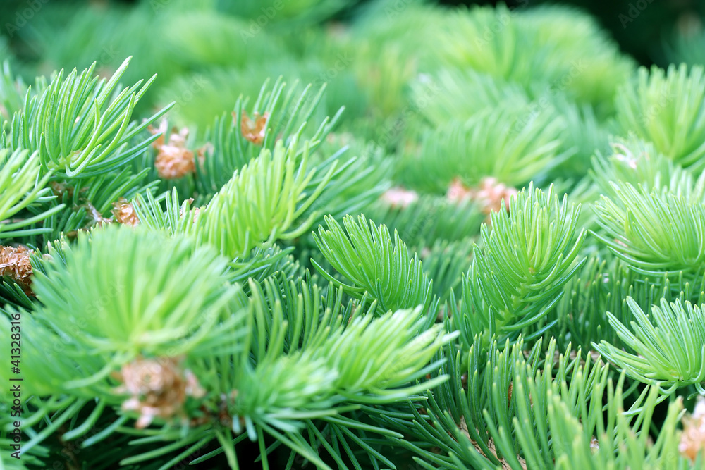 prickly branches of fir prickly branches of fir