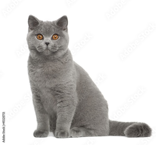 Fototapeta Naklejka Na Ścianę i Meble -  Portrait of British Shorthair cat, 5 months old