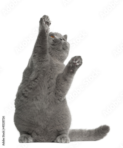 Fototapeta Naklejka Na Ścianę i Meble -  British Shorthair cat, 5 months old, sitting