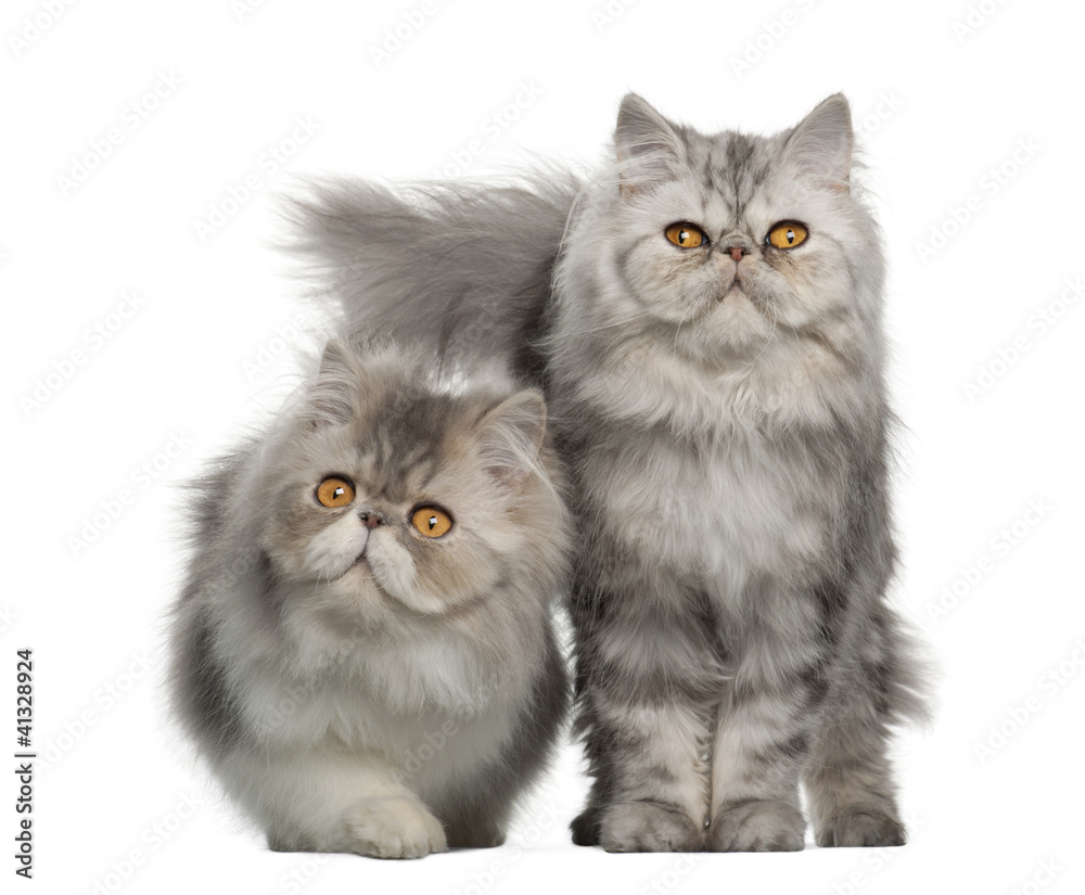 Portrait of Persian cats, 7 months old,, sitting