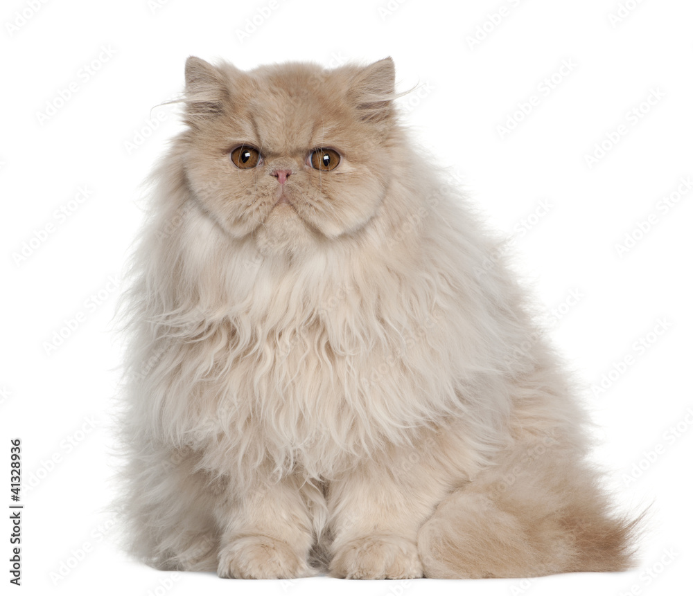 Portrait of Persian cat, 5 months old, sitting