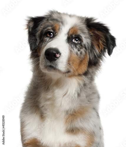 Portrait of Australian Shepherd  5 months old