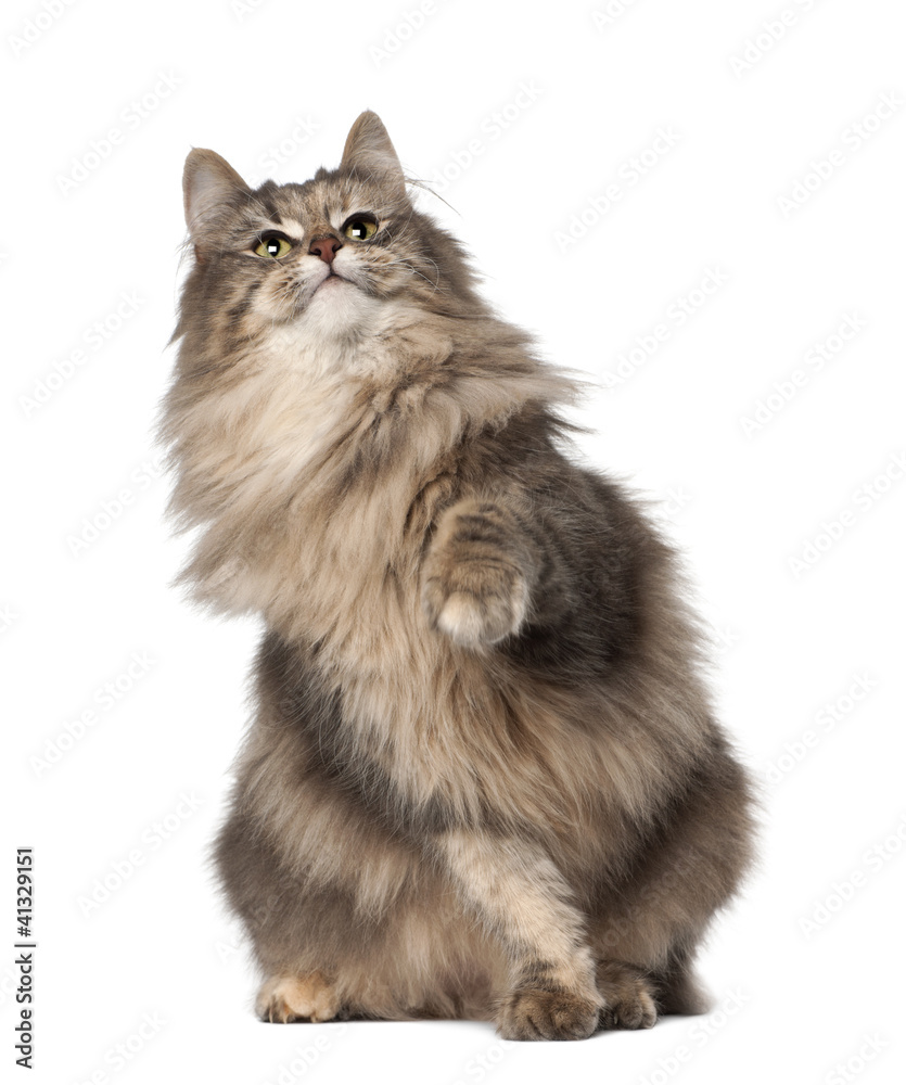 Norwegian Forest Cat, 1 and a half years old, sitting
