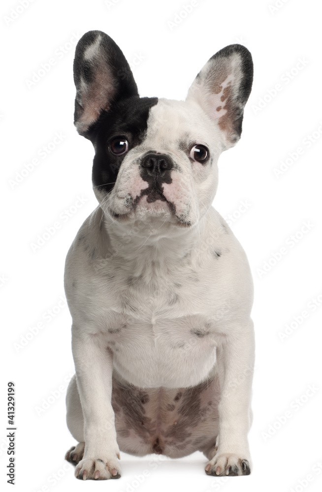 Portrait of French Bulldog, 8 months old, sitting