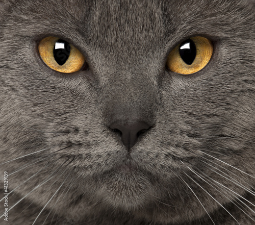Fotografía Portrait of Chartreux, 1 and a half years old