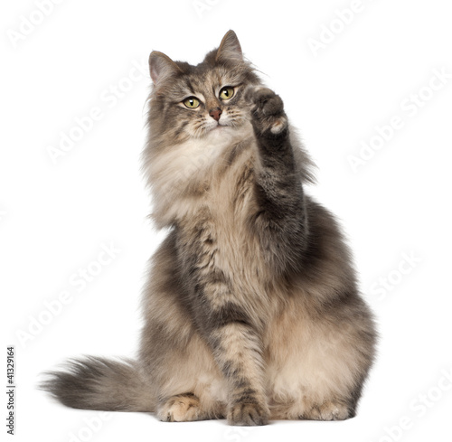 Fototapeta Naklejka Na Ścianę i Meble -  Norwegian Forest Cat, 1 and a half years old, sitting