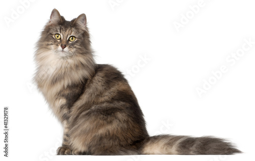 Fototapeta Naklejka Na Ścianę i Meble -  Norwegian Forest Cat, 1 and a half years old, sitting