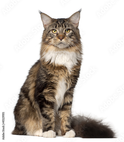 Fototapeta Naklejka Na Ścianę i Meble -  Portrait of Maine Coon cat, 10 months old, sitting