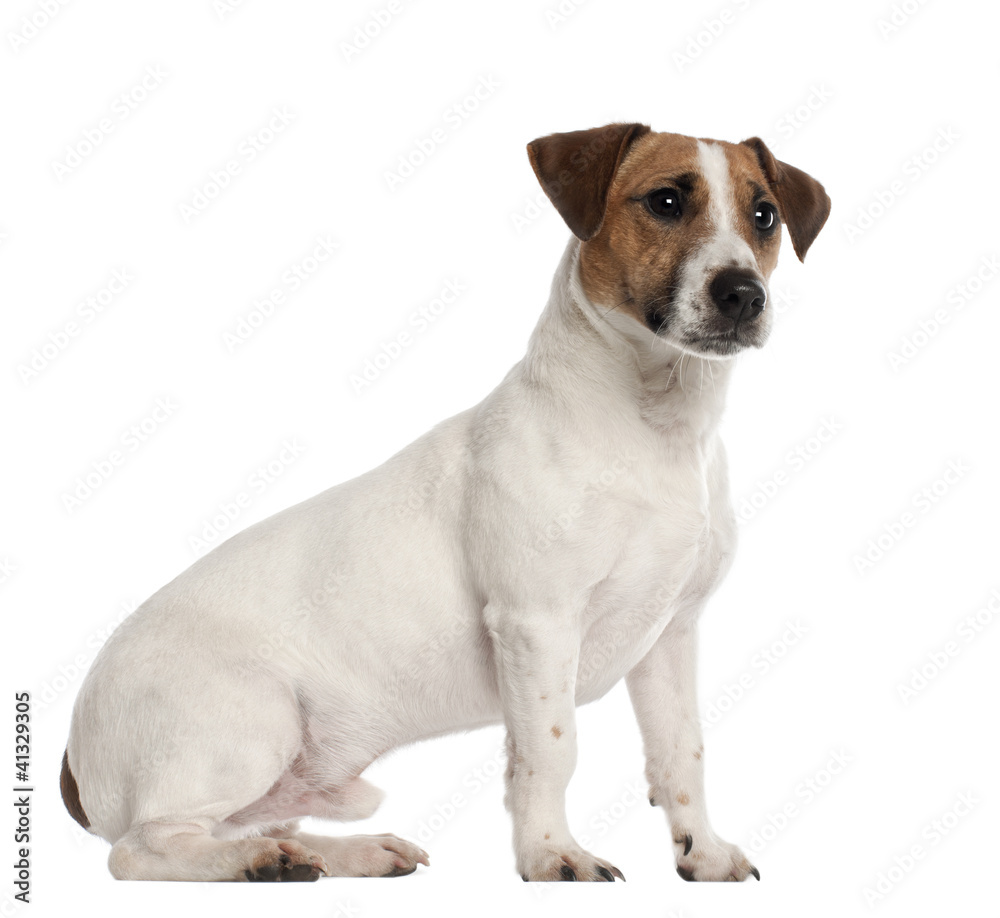 Jack Russell Terrier, 1 year old