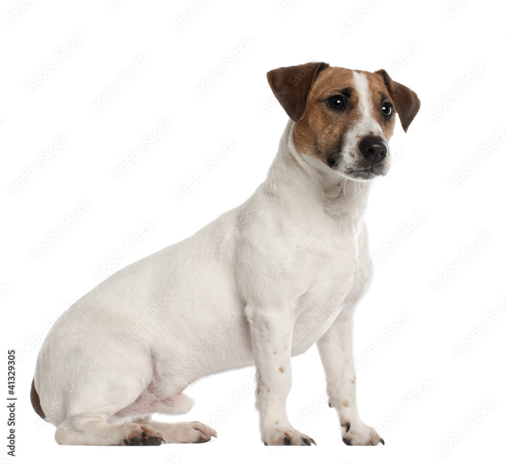Jack Russell Terrier, 1 year old Jack Russell Terrier, 1 year old