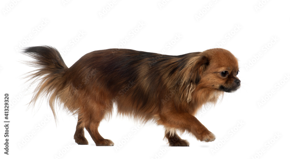Crossbreed, 1 year old, sitting in front of white background Crossbreed, 1 year old, sitting in front of white background
